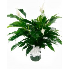 Peace Lily